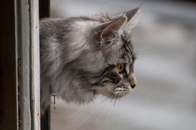 Close-up of a cat looking away