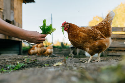 A large red hen close-up pecks grass from the hands of a farmer.