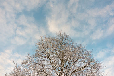 Low angle view of tree against sky