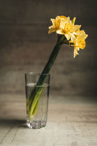 Yellow daffodils in a glass of water. still life. daylight. high quality photo