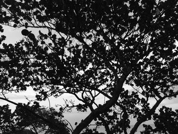 Low angle view of trees against sky