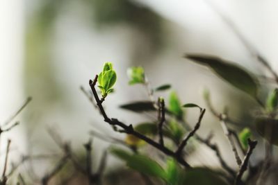 Close-up of plant growing outdoors