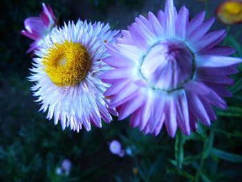 Close-up of purple coneflower blooming outdoors