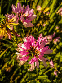 Pink flowers blooming in spring
