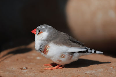 Close-up of pigeon perching