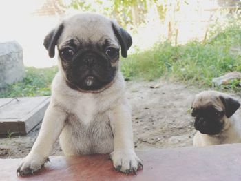 Portrait of puppy sitting outdoors