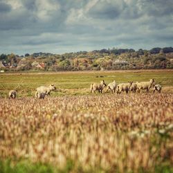 Sheep in a field