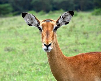 Close-up portrait of horse on grass