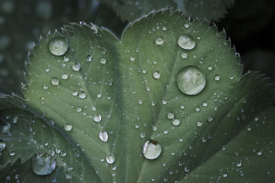 Close-up of water drops on leaf