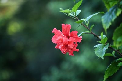 Close-up of pink flowering plant