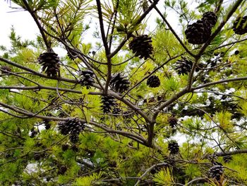 Low angle view of tree against sky