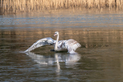 Swan floating in a lake
