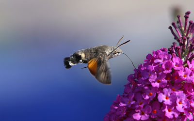 Close-up of butterfly pollinating on pink flower