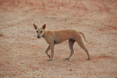 Side view of dog running on street