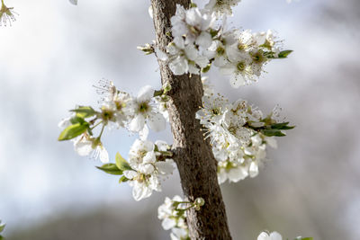 Close-up of white cherry blossom tree