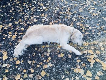 High angle view of dog lying down on street