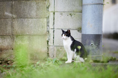 Cat sitting in a grass