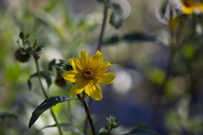 Close-up of yellow flowering plant