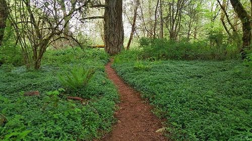 Dirt road passing through forest