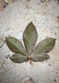 Close-up of leaves