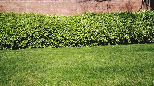 Plants growing on field