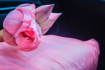 Close-up of pink rose