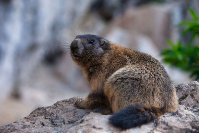 Close-up of marmot on rock