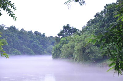 Scenic view of forest against clear sky