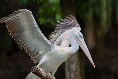 Pink backed pelican wings out perching on branch side view