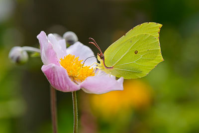 Close-up of insect on flower