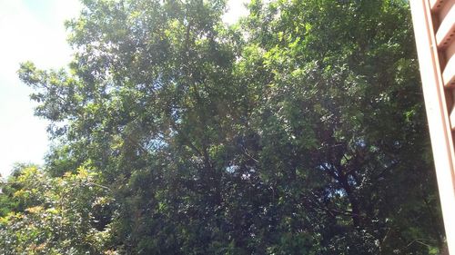 Low angle view of trees