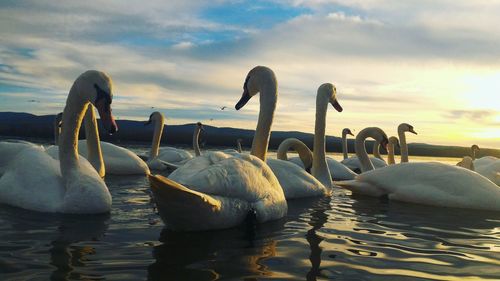 Close-up of birds swimming in sea against sky
