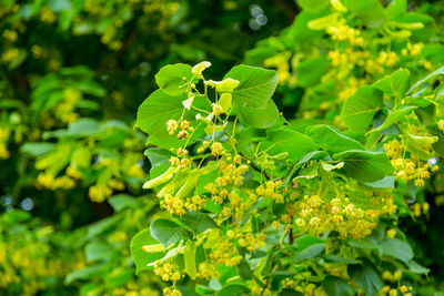 Close-up of green flowering plant