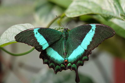 Close-up of butterfly on leaf