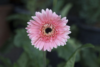 Close-up of pink flower