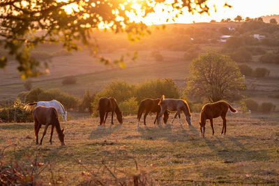 Horses grazing on field