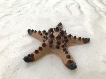 High angle view of starfish on beach