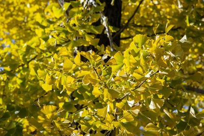 Close-up of yellow flowering plant leaves