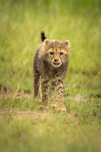 Cheetah cub stands in grass licking nose