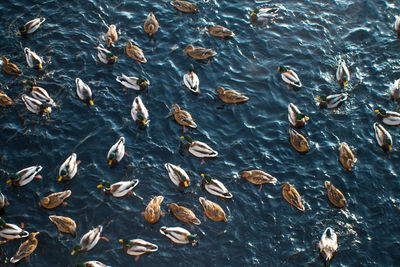 High angle view of fish swimming in sea