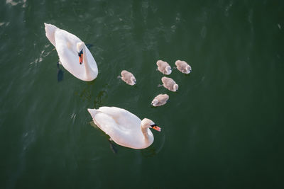 High angle view of swans swimming in lake