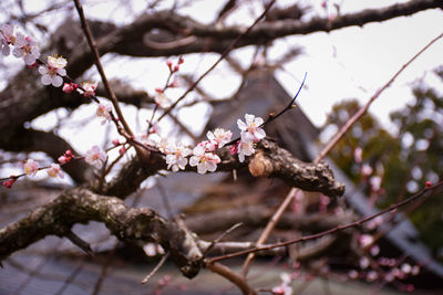 Close-up of cherry blossoms on branch