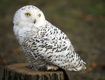 Close-up portrait of owl perching on wood