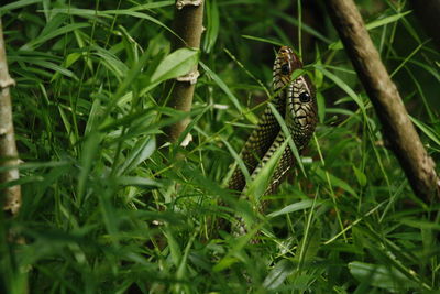 Rat snakes in grass