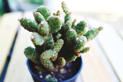 High angle view of succulent plant on table