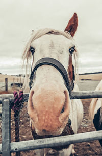 Close-up of horse in pen