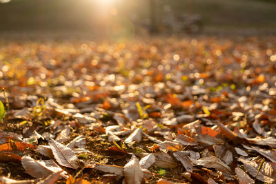 Close-up of dry leaves on field during autumn