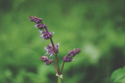 Close-up of purple flowering plant