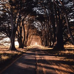 Empty road along trees