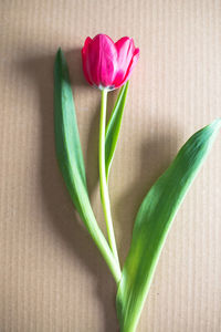 Close-up of flower against blurred background